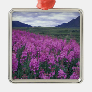 Adorno Metálico América del Norte, Canadá, Yukon. Epilobio florece
