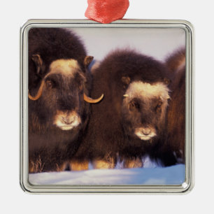 Adorno Metálico América del Norte, Estados Unidos, Alaska, Círculo