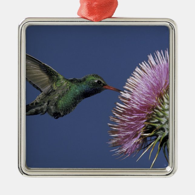 Adorno Metálico América del Norte, Estados Unidos, Arizona. De fac (Frente)