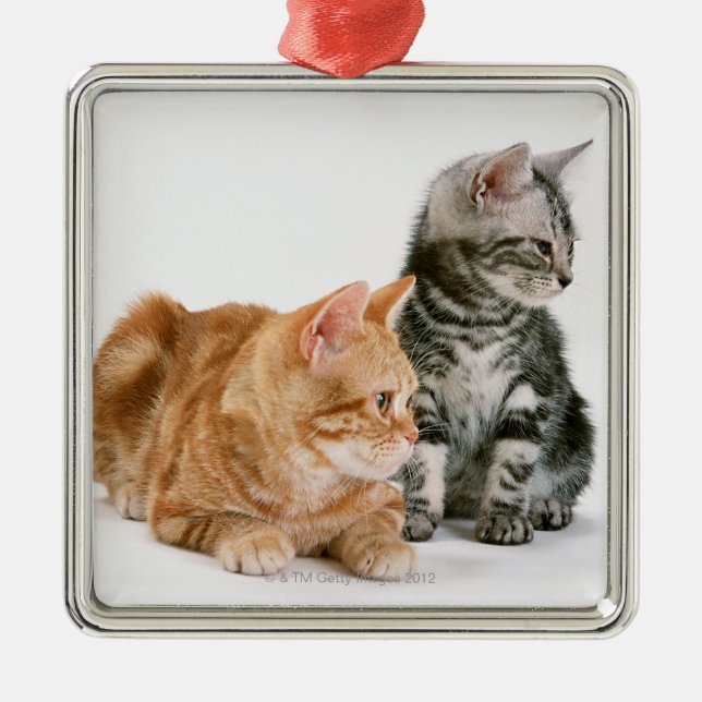 Adorno Metálico Americano Shorthair (Frente)