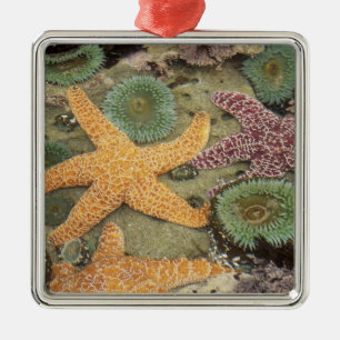 Adorno Metálico Anémonas verdes gigantes y estrellas de mar ocre