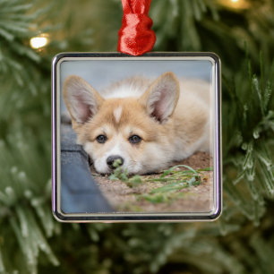 Adorno Metálico Animales de bebé más afectados El corgi en el ya