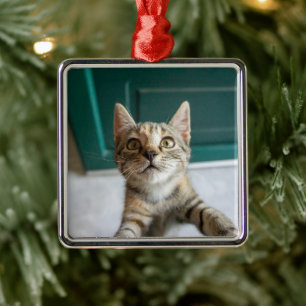 Adorno Metálico Animales de bebé más afectados   Gatita Cuta Tabby