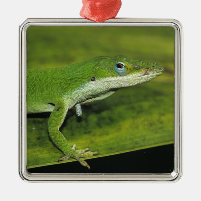 Adorno Metálico Anole verde, Anolis carolinensis, adulto sobre la  (Frente)
