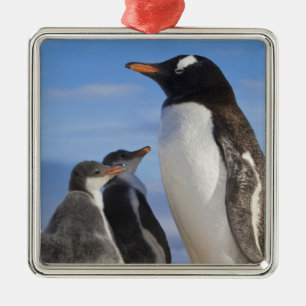 Adorno Metálico Antártida, Neko Cove (Puerto). Pingüino de Gentoo 