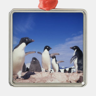 Adorno Metálico Antártida, Pingüino Adelie Pygoscelis