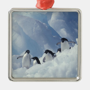 Adorno Metálico Antártida. Pingüinos Adelie