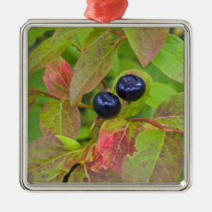 Adorno Metálico Arándanos maduros en el Nacional Flathead
