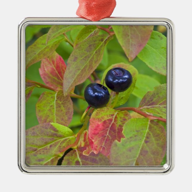 Adorno Metálico Arándanos maduros en el Nacional Flathead (Frente)