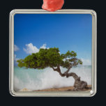 Adorno Metálico Árbol Divi, Eagle Beach, Aruba, Caribe<br><div class="desc">DERECHOS RESERVADOS Paul Thompson / DanitaDelimont.com| CA04 PTH0005.jpg| Árbol Divi,  Eagle Beach,  Aruba,  Caribe</div>