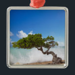 Adorno Metálico Árbol Divi, Eagle Beach, Aruba, Caribe<br><div class="desc">DERECHOS RESERVADOS Paul Thompson / DanitaDelimont.com| CA04 PTH0005.jpg| Árbol Divi,  Eagle Beach,  Aruba,  Caribe</div>