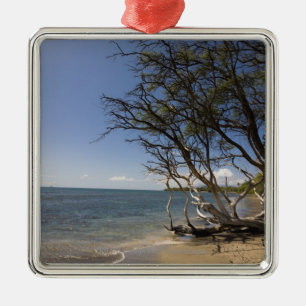 Adorno Metálico Árbol en una playa a lo largo de la costa costa