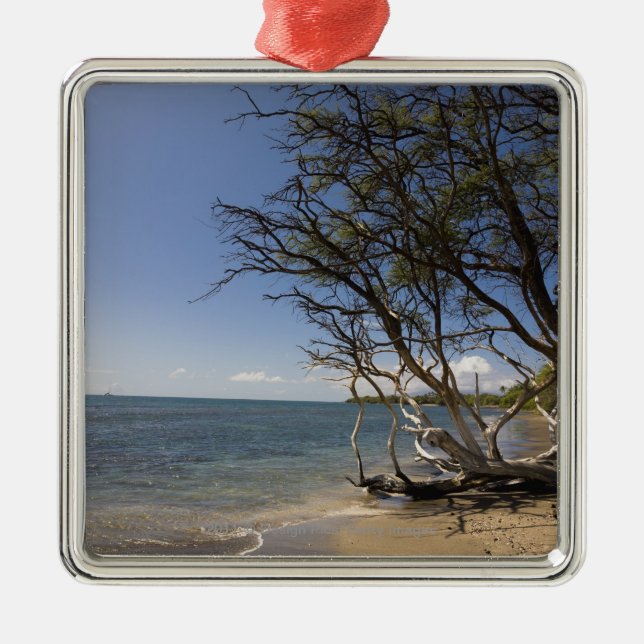 Adorno Metálico Árbol en una playa a lo largo de la costa costa (Frente)