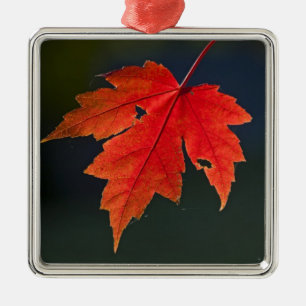 Adorno Metálico Arce rojo Acer rubrum) hoja roja en otoño,