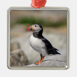 Adorno Metálico Atún de aleta atlántica en Maquias, Maine