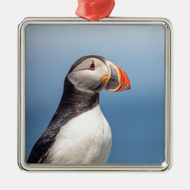 Adorno Metálico Atún de aleta atlántica en Maquias, Maine (Frente)