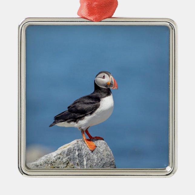 Adorno Metálico Atún de aleta atlántica en Maquias, Maine (Frente)