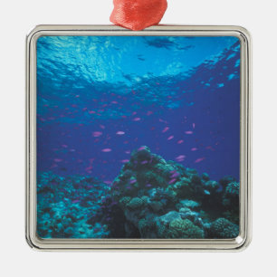Adorno Metálico Australia, Gran Barrera de Coral. Enjambre Púrpura