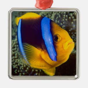 Adorno Metálico Australia, Gran Barrera de Coral, Pez payaso