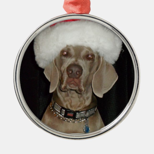 Adorno Metálico Ayudante del día de fiesta de Weimaraner (Frente)