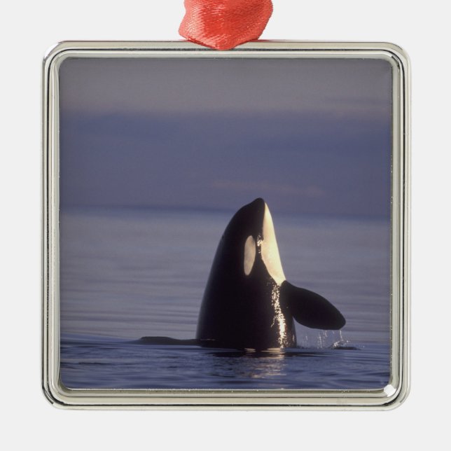 Adorno Metálico Ballena asesina de orca (orcinus) en spyhopping ce (Frente)