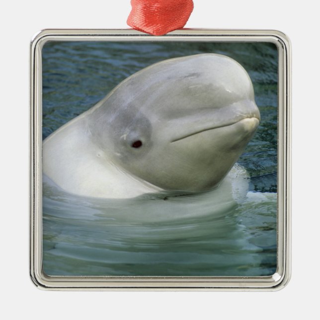 Adorno Metálico Ballena Beluga, Delphinapterus leucas) (Frente)