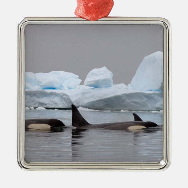 Adorno Metálico ballenas asesinas (orcas), orcas orcinus, vaina (Frente)