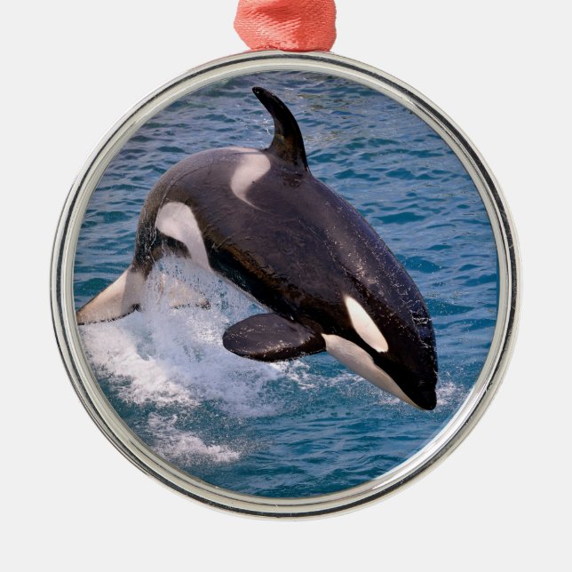 Adorno Metálico Ballenas asesinas saltando del agua (Frente)