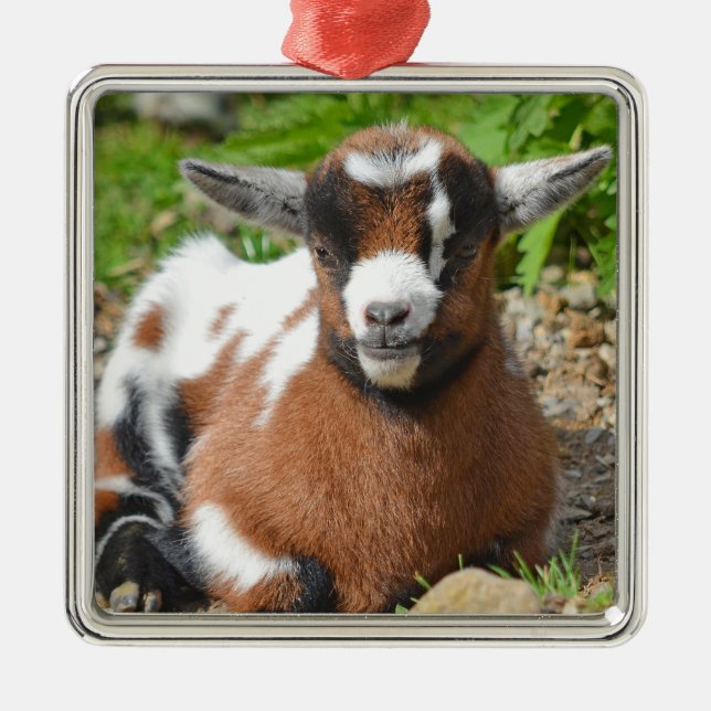 Adorno Metálico Bebé Adorable Niño de Cabra (Frente)