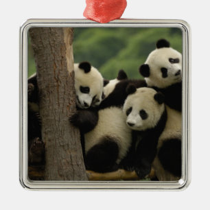 Adorno Metálico bebés de panda gigante (Ailuropoda melanoleuca)