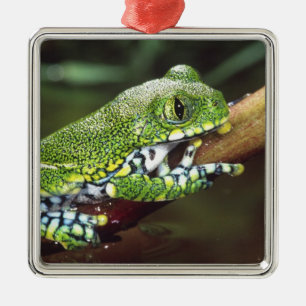 Adorno Metálico Big Eye Treefrog, Leptopelis vermiculatus
