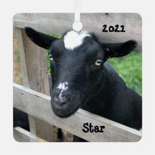 Adorno Metálico Blue Eyed Black Nigerian Dwarf Dairy Goat