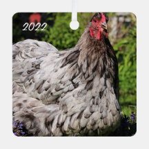 Blue Splash Orpington Hen - Pollo Mascota