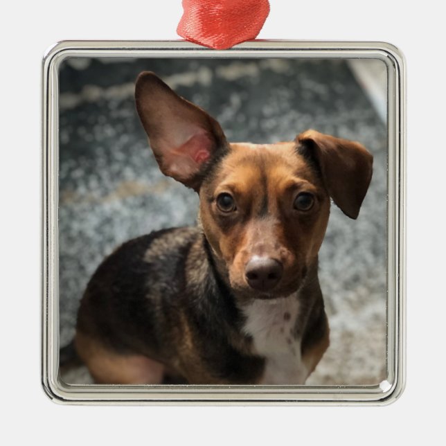 Adorno Metálico Bonita y adorable "variedad Heinz" (Frente)