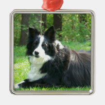 Border collie
