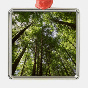 Adorno Metálico Bosque Redwood, Rotorua, Nueva Zelanda 2