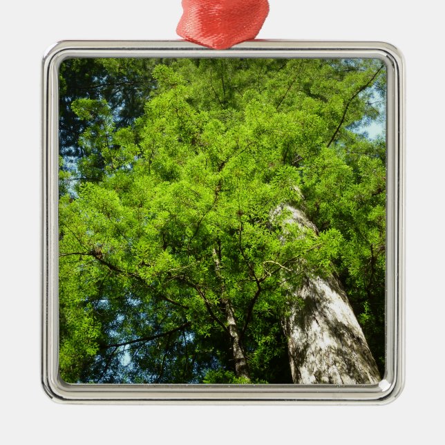 Adorno Metálico Boughes de secuoya en el Parque Nacional Redwood (Frente)