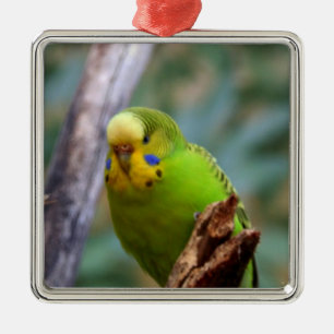 Adorno Metálico Budgie