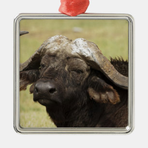 Adorno Metálico Búfalo africano, Syncerus caffer
