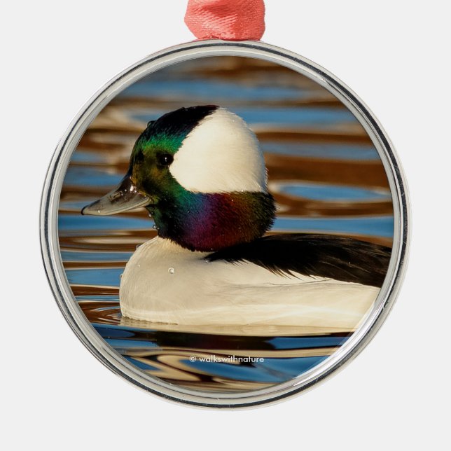 Adorno Metálico Bufflehead masculina en el sol de la tarde (Frente)
