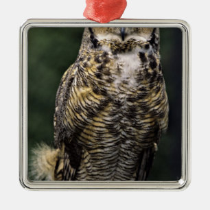 Adorno Metálico Búho Americano (Bubo virginianus), cuerpo completo