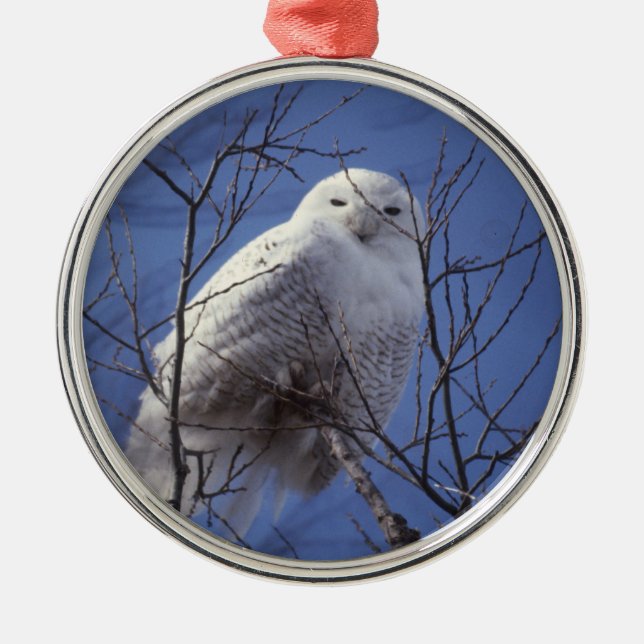Adorno Metálico Búho Nevado - pájaro blanco contra un cielo azul (Frente)
