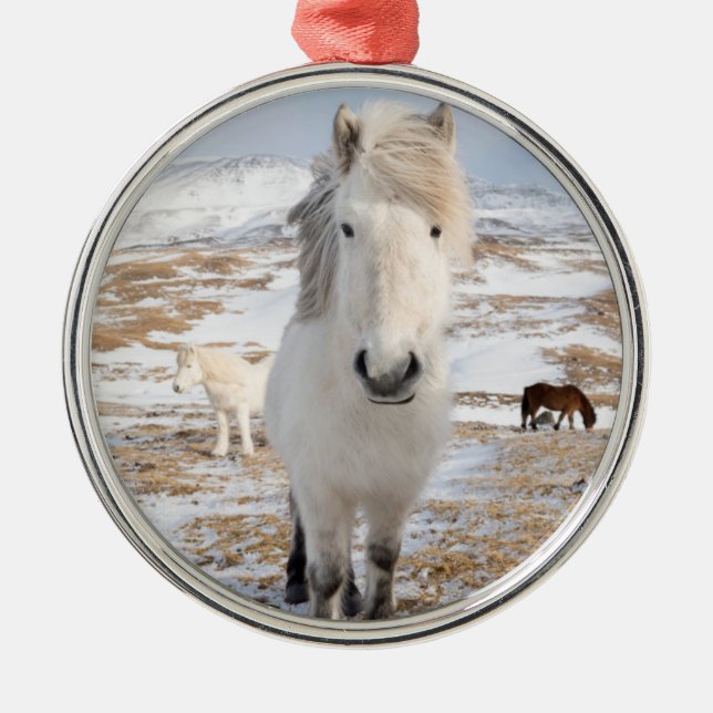 Adorno Metálico Caballo islandés blanco, Islandia (Frente)