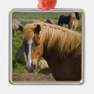 Adorno Metálico Caballos islandeses en el noreste de Islandia.