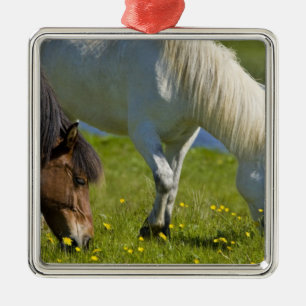 Adorno Metálico Caballos islandeses en el oeste de Islandia.