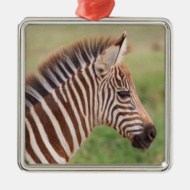 Adorno Metálico Cabeza de cebra bebé, Tanzania (Frente)