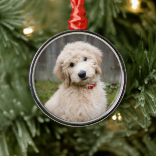 Adorno Metálico Cachorro de goldendodo se sienta en la hierba