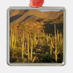 Adorno Metálico Cactus saguaro en el Parque Nacional Saguaro cerca