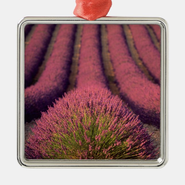Adorno Metálico Campo de lavanda en Alta Provenza, Francia 2 (Frente)