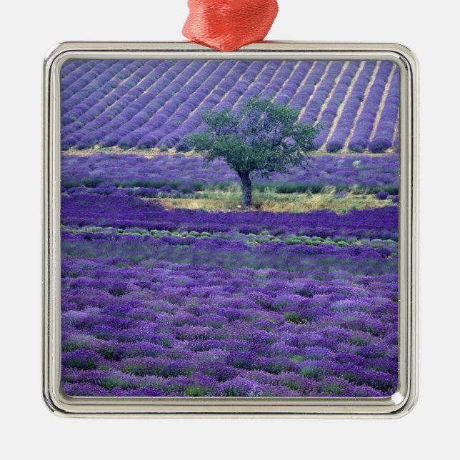 Adorno Metálico Campos de lavanda, Vence, Provenza, Francia (Frente)